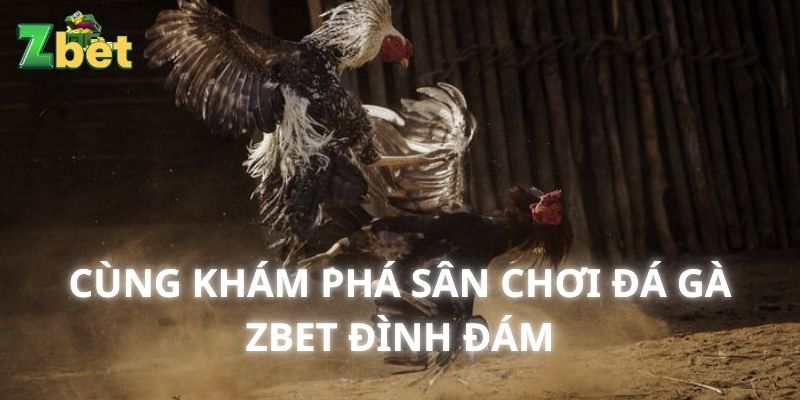 Cùng khám phá về sân chơi đá gà Zbet đình đám